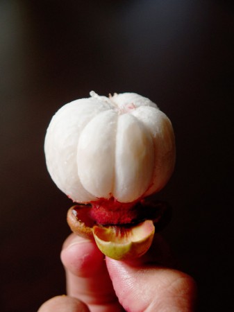 A mongakut gyümölcs