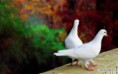 /album/esti-mesek-kepei/white-pigeon-wallpaper-desktop-1024x640-jpg/