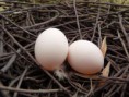 /album/esti-mesek-kepei/wood-pigeon-nest-29-03-11-39-6-mm-x-29-4-mm-egg-size-jpg/